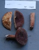 Lactarius corrugis image